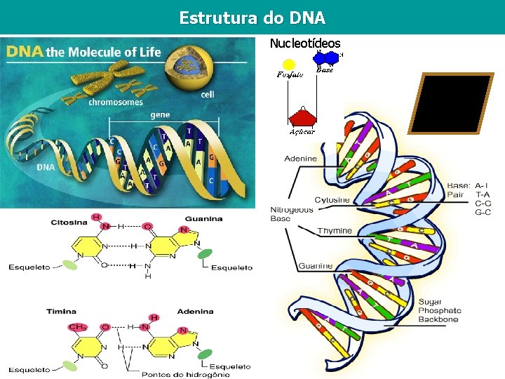 Estrutura do DNA Nucleotídeos A=T C≡G 