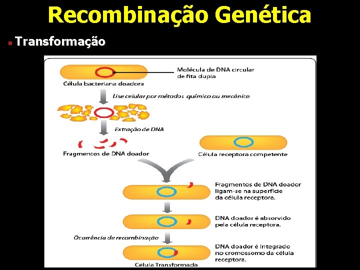 Recombinação Genética n Transformação 