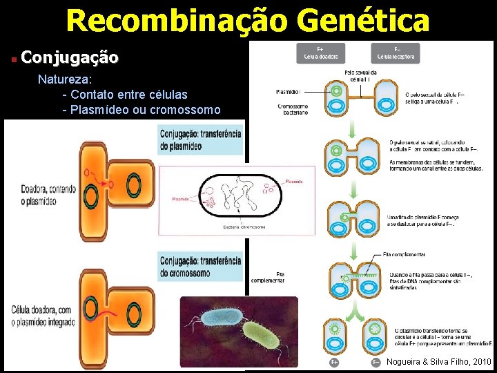 Recombinação Genética n Conjugação Natureza: - Contato entre células - Plasmídeo ou cromossomo Nogueira