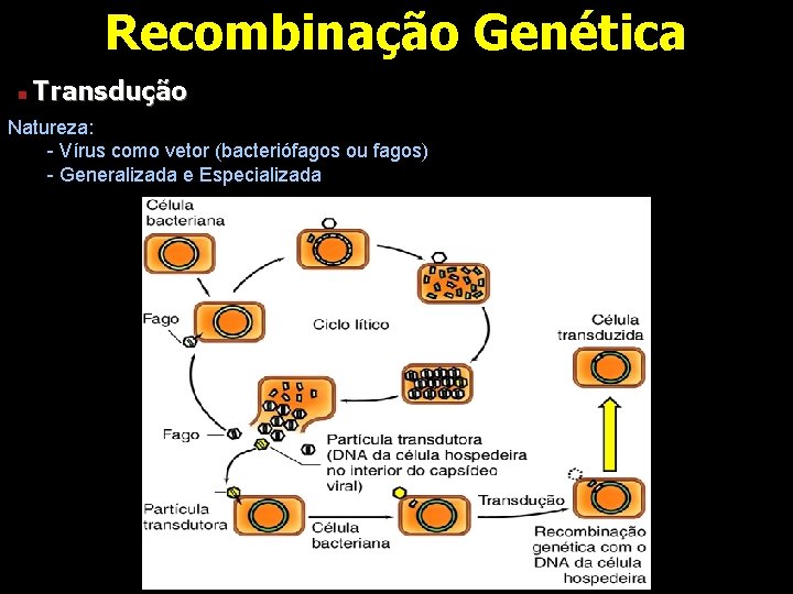 Recombinação Genética n Transdução Natureza: - Vírus como vetor (bacteriófagos ou fagos) - Generalizada