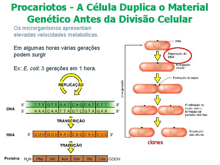 Procariotos - A Célula Duplica o Material Genético Antes da Divisão Celular Os microrganismos