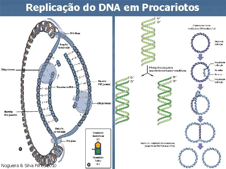 Replicação do DNA em Procariotos Nogueira & Silva Filho, 2010 