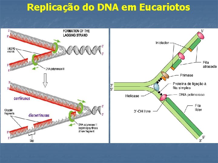 Replicação do DNA em Eucariotos 