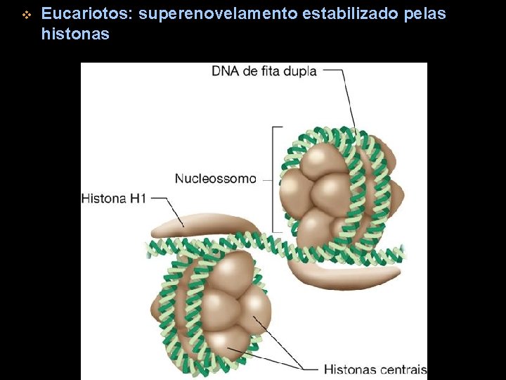 v Eucariotos: superenovelamento estabilizado pelas histonas 