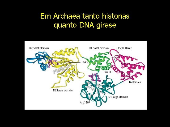 Em Archaea tanto histonas quanto DNA girase 