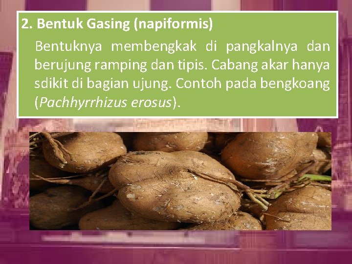 2. Bentuk Gasing (napiformis) Bentuknya membengkak di pangkalnya dan berujung ramping dan tipis. Cabang