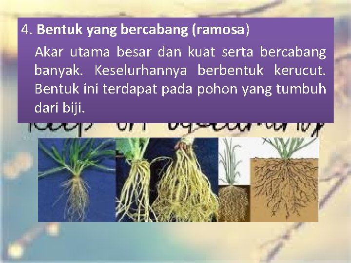 4. Bentuk yang bercabang (ramosa) Akar utama besar dan kuat serta bercabang banyak. Keselurhannya