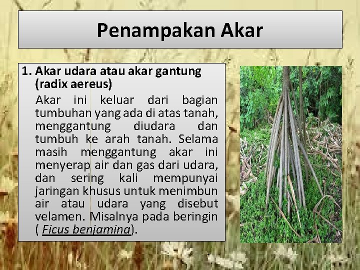 Penampakan Akar 1. Akar udara atau akar gantung (radix aereus) Akar ini keluar dari