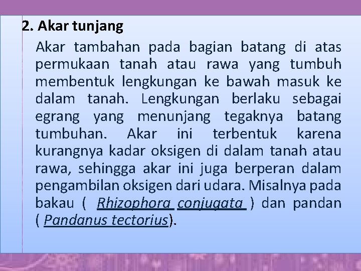 2. Akar tunjang Akar tambahan pada bagian batang di atas permukaan tanah atau rawa