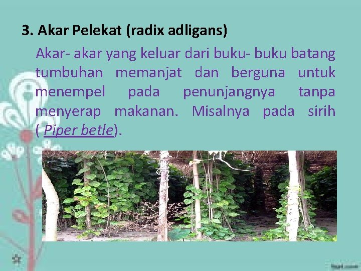 3. Akar Pelekat (radix adligans) Akar- akar yang keluar dari buku- buku batang tumbuhan