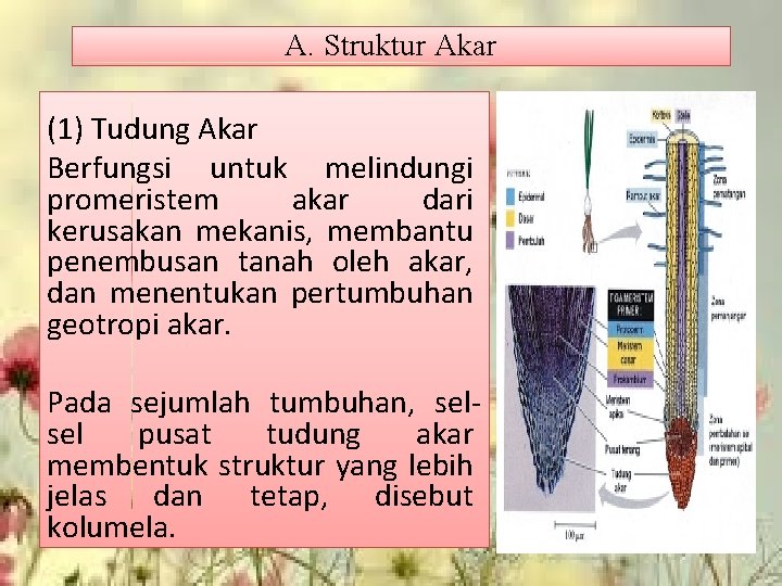 A. Struktur Akar (1) Tudung Akar Berfungsi untuk melindungi promeristem akar dari kerusakan mekanis,
