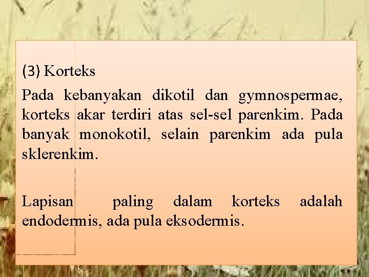 (3) Korteks Pada kebanyakan dikotil dan gymnospermae, korteks akar terdiri atas sel-sel parenkim. Pada