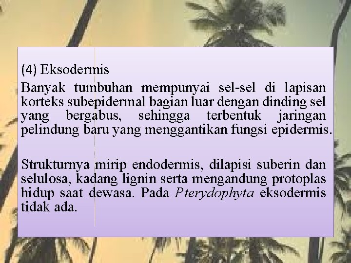 (4) Eksodermis Banyak tumbuhan mempunyai sel-sel di lapisan korteks subepidermal bagian luar dengan dinding