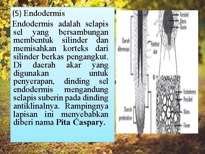 (5) Endodermis adalah selapis sel yang bersambungan membentuk silinder dan memisahkan korteks dari silinder