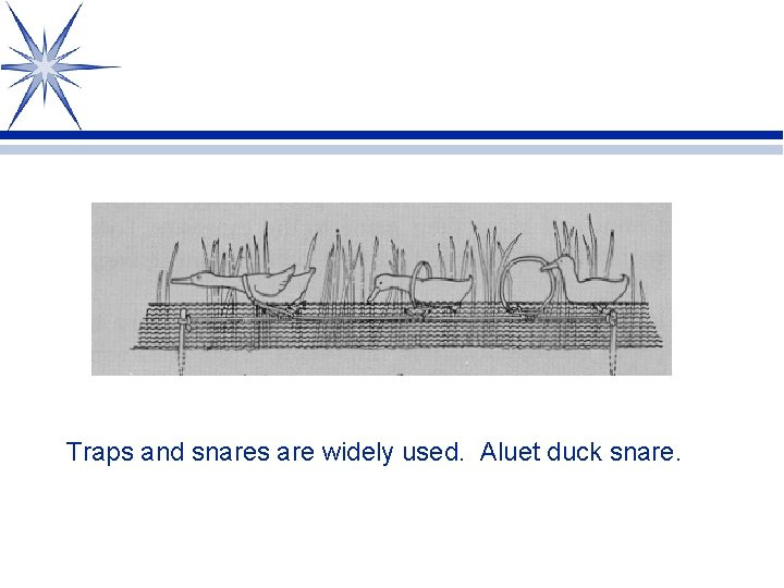 Traps and snares are widely used. Aluet duck snare. 