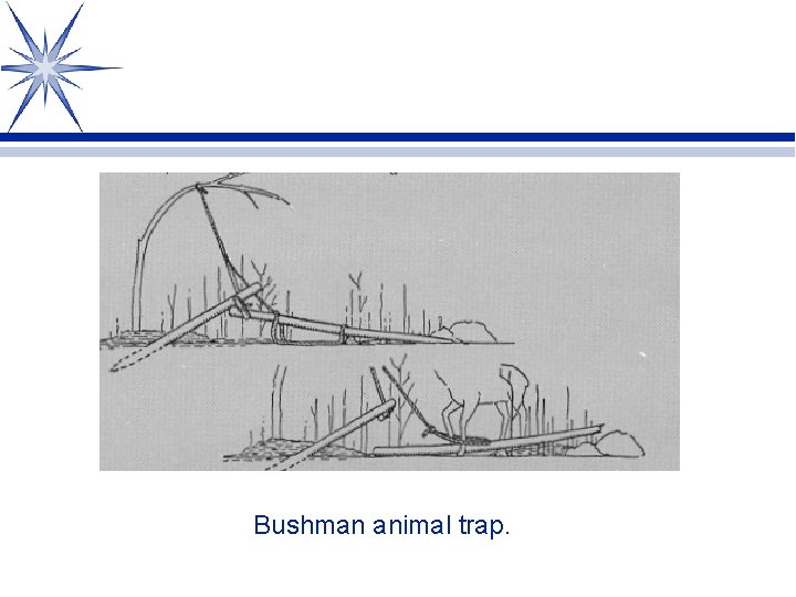 Bushman animal trap. 