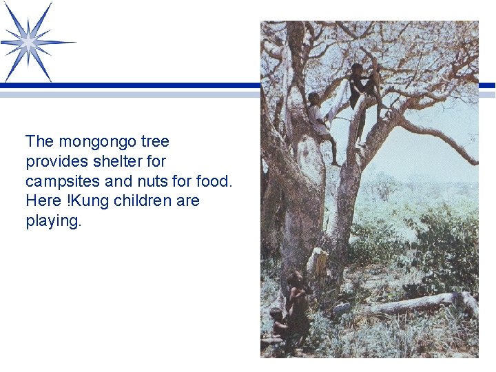 The mongongo tree provides shelter for campsites and nuts for food. Here !Kung children