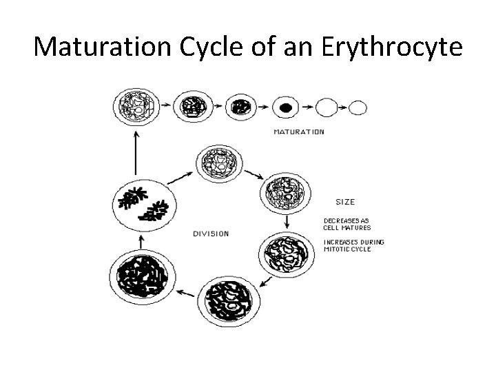 Maturation Cycle of an Erythrocyte 