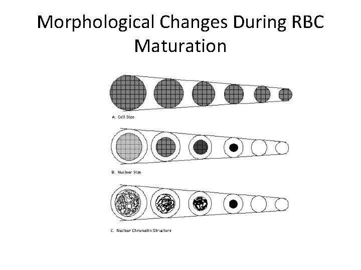 Morphological Changes During RBC Maturation 