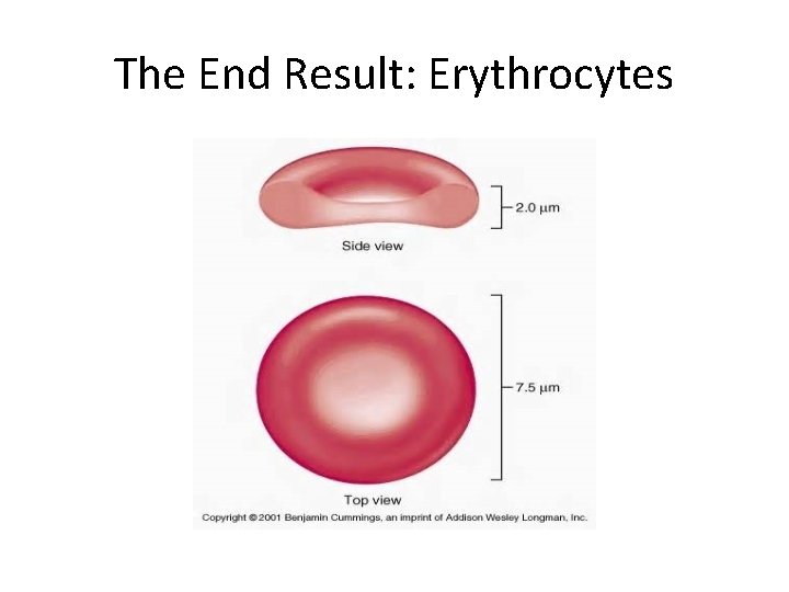 The End Result: Erythrocytes 