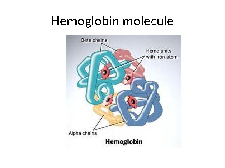 Hemoglobin molecule 