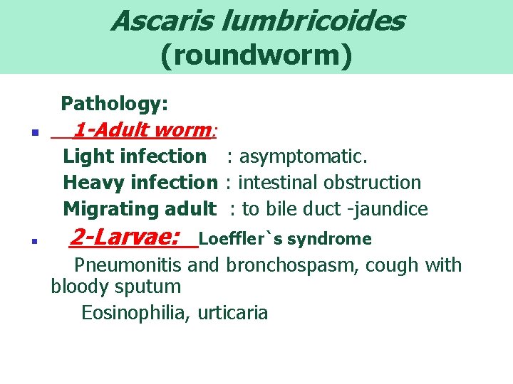 Ascaris lumbricoides (roundworm) Pathology: 1 -Adult worm: n Light infection : asymptomatic. Heavy infection