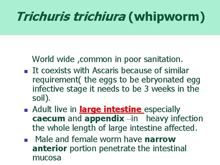 Trichuris trichiura (whipworm) World wide , common in poor sanitation. n It coexists with
