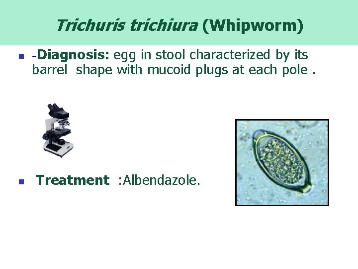 Trichuris trichiura (Whipworm) n n -Diagnosis: egg in stool characterized by its barrel shape