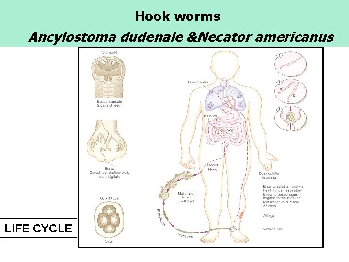 Hook worms Ancylostoma dudenale &Necator americanus LIFE CYCLE 