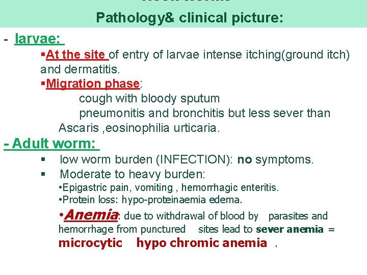  Hook worms Pathology& clinical picture: - larvae: §At the site of entry of