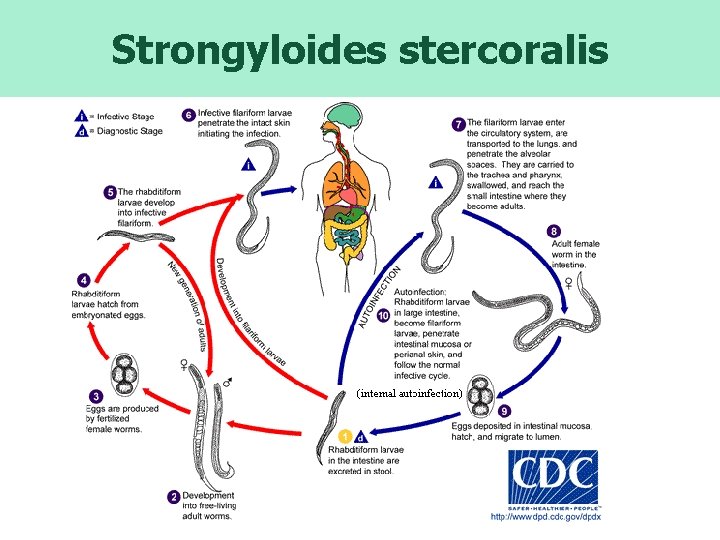 Strongyloides stercoralis LIFE CYCLE 