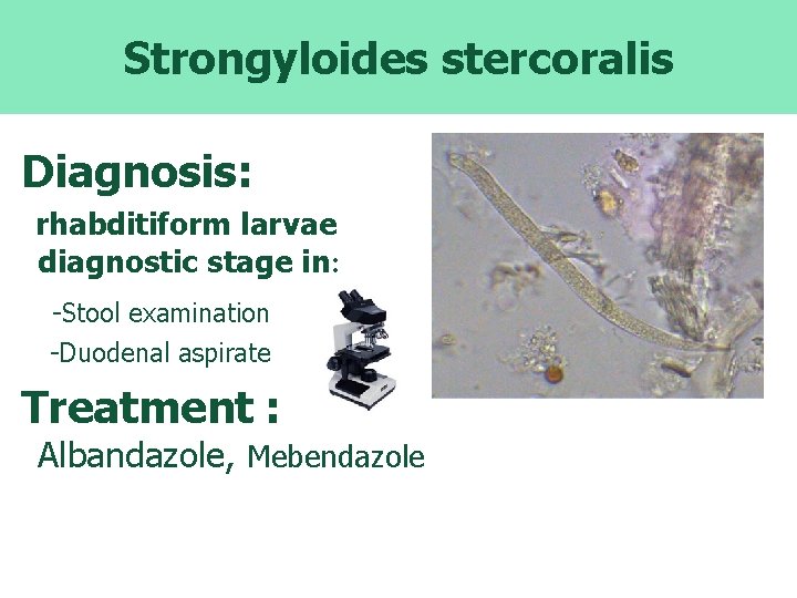 Strongyloides stercoralis Diagnosis: rhabditiform larvae diagnostic stage in: -Stool examination -Duodenal aspirate Treatment :