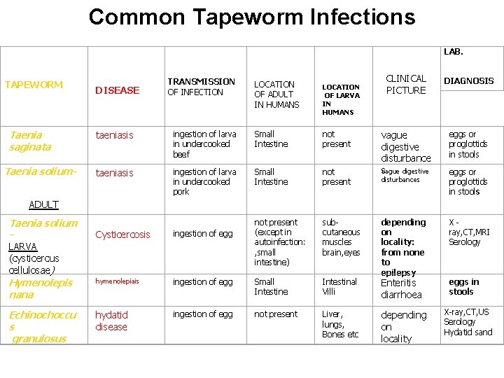 Common Tapeworm Infections LAB. TAPEWORM Taenia saginata Taenia solium- DISEASE TRANSMISSION OF INFECTION LOCATION