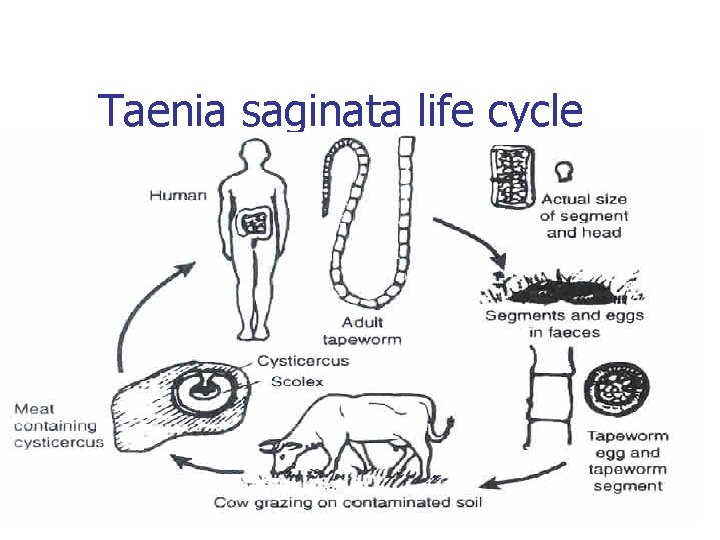 Taenia saginata life cycle 