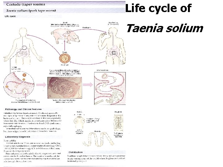 Life cycle of Taenia solium 