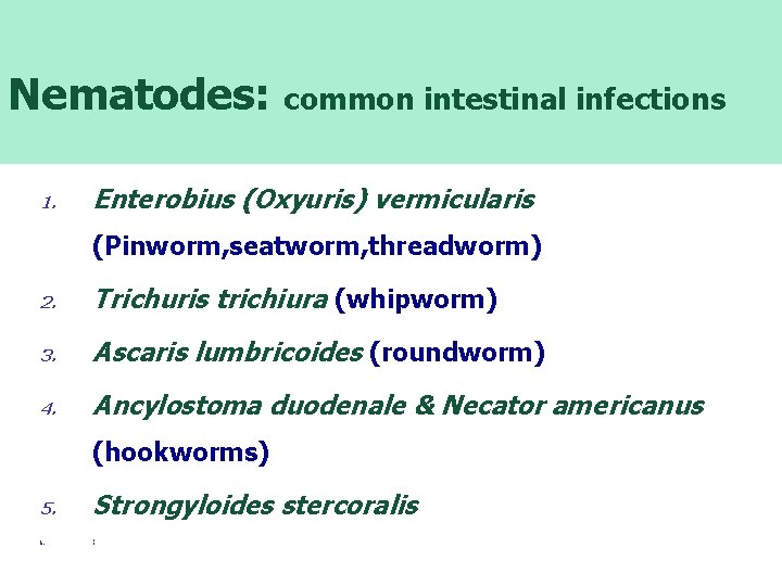 Nematodes: common intestinal infections Common intestinal nematode infections: 1. Enterobius (Oxyuris) vermicularis (Pinworm, seatworm,
