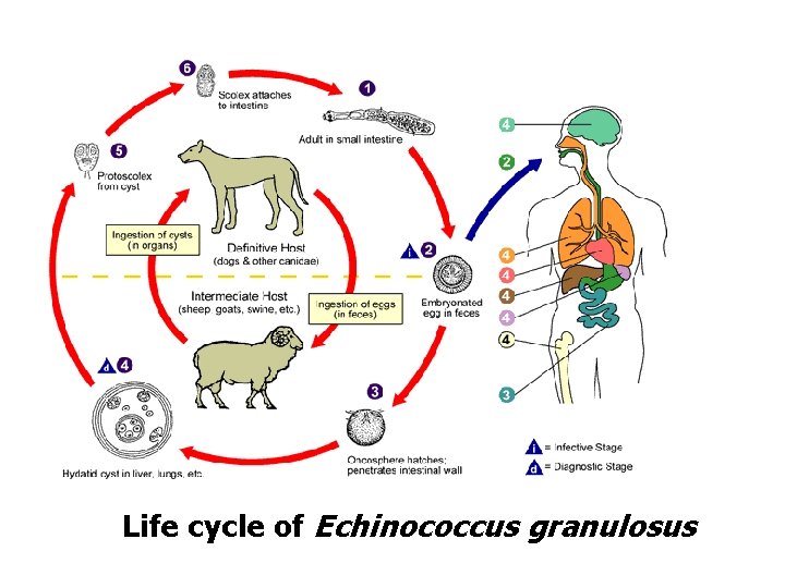 Life cycle of Echinococcus granulosus 