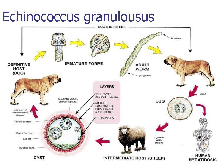 Echinococcus granulousus 