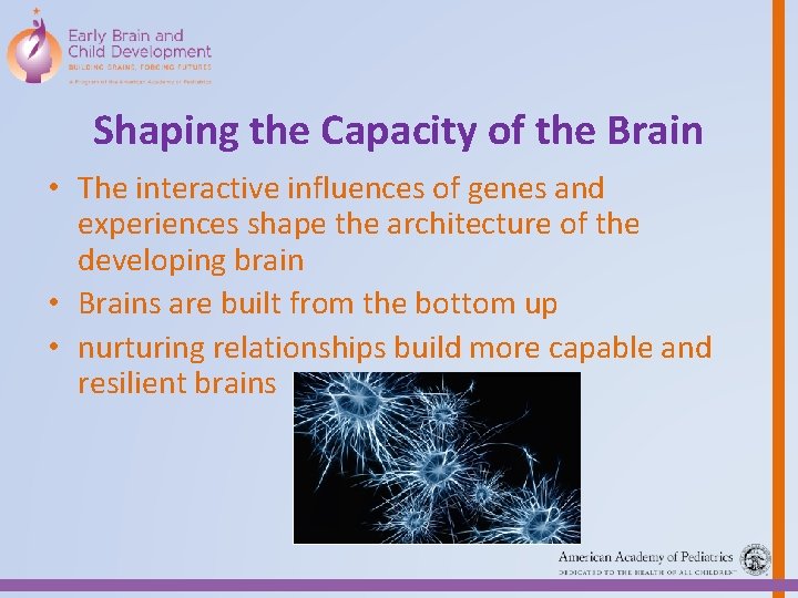 Shaping the Capacity of the Brain • The interactive influences of genes and experiences