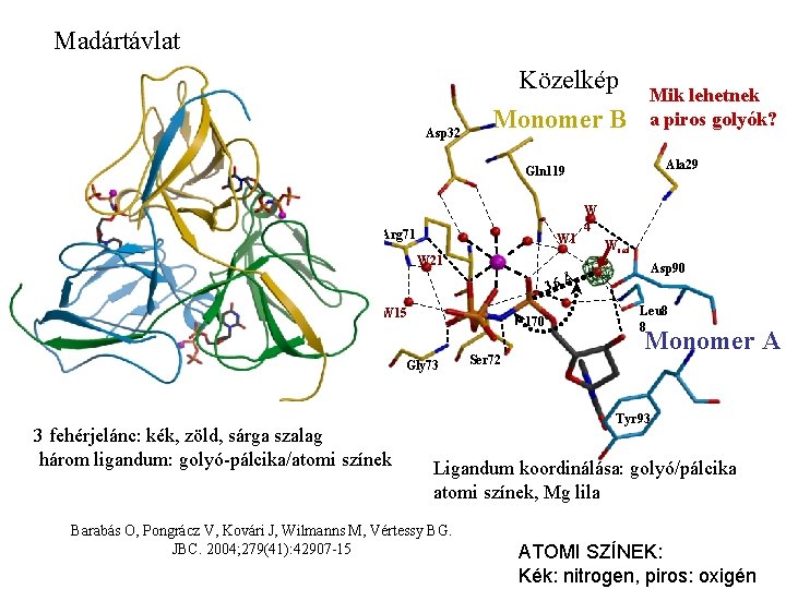 Madártávlat Asp 32 Közelkép Monomer B Mik lehetnek a piros golyók? Ala 29 Gln