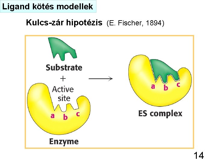 Ligand kötés modellek Kulcs-zár hipotézis (E. Fischer, 1894) 14 