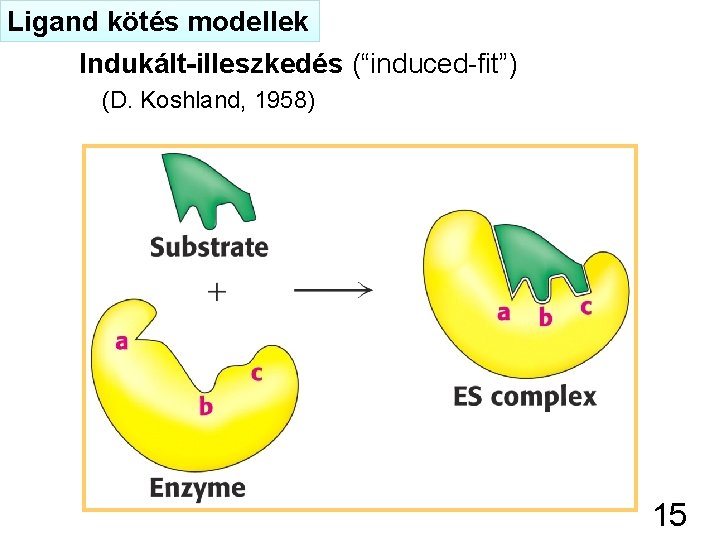 Ligand kötés modellek Indukált-illeszkedés (“induced-fit”) (D. Koshland, 1958) 15 