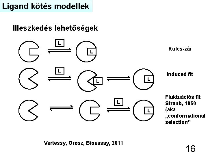 Ligand kötés modellek Illeszkedés lehetőségek L Kulcs-zár L L L Vertessy, Orosz, Bioessay, 2011