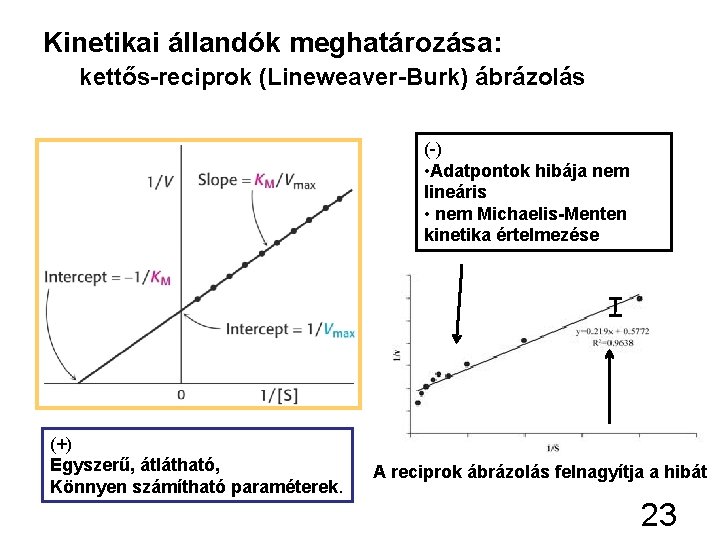 Kinetikai állandók meghatározása: kettős-reciprok (Lineweaver-Burk) ábrázolás (-) • Adatpontok hibája nem lineáris • nem