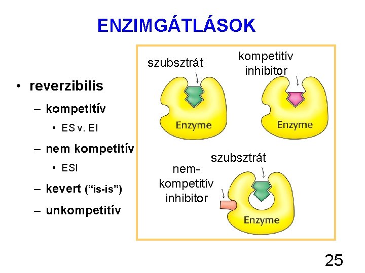 ENZIMGÁTLÁSOK kompetitív inhibitor szubsztrát • reverzibilis – kompetitív • ES v. EI – nem