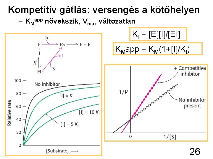 Kompetitív gátlás: versengés a kötőhelyen – KMapp növekszik, Vmax változatlan KI = [E][I]/[EI] KMapp