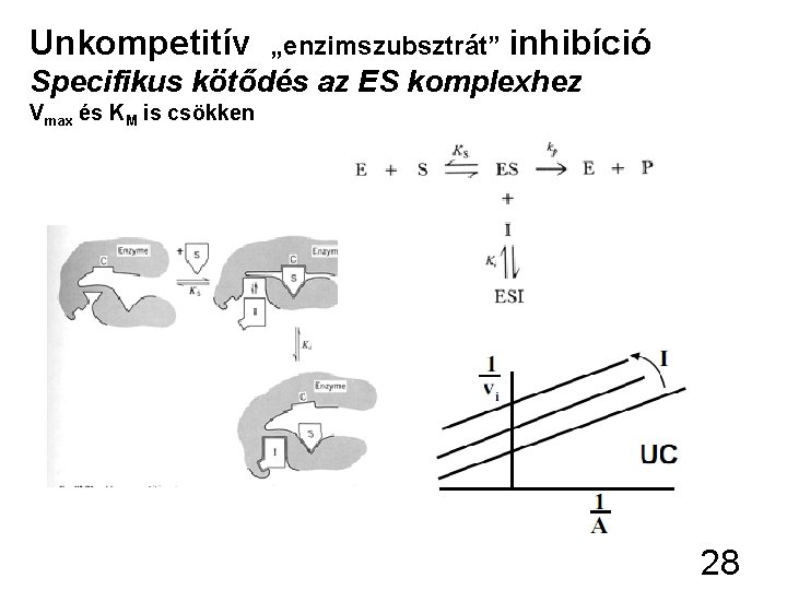 Unkompetitív „enzimszubsztrát” inhibíció Specifikus kötődés az ES komplexhez Vmax és KM is csökken 28