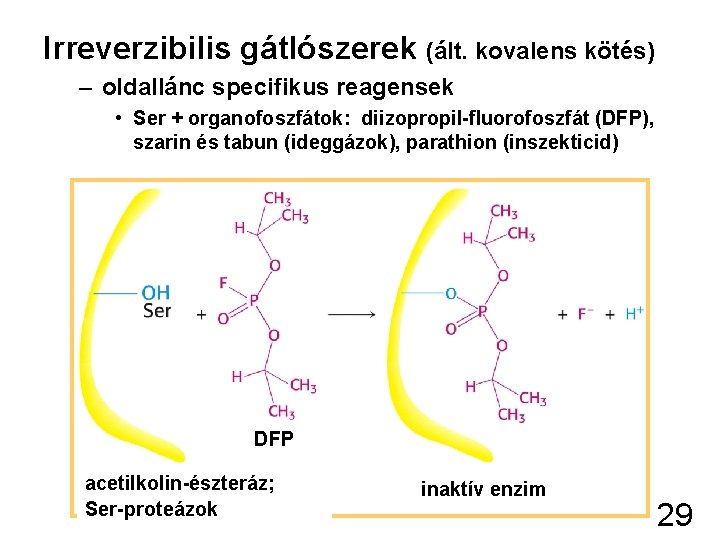 Irreverzibilis gátlószerek (ált. kovalens kötés) – oldallánc specifikus reagensek • Ser + organofoszfátok: diizopropil-fluorofoszfát