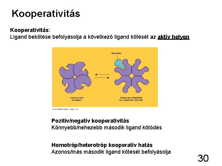 Kooperativitás: Ligand bekötése befolyásolja a következő ligand kötését az aktív helyen Pozitív/negatív kooperativitás Könnyebb/nehezebb