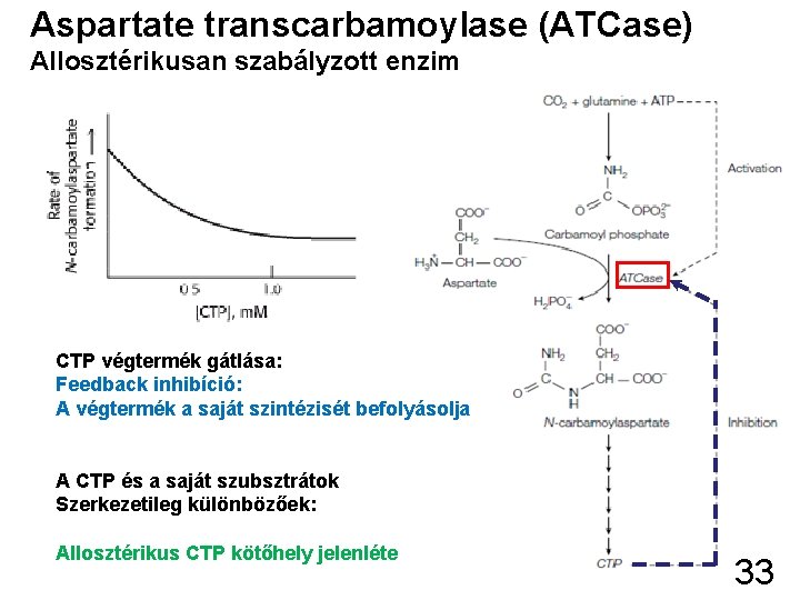 Aspartate transcarbamoylase (ATCase) Allosztérikusan szabályzott enzim CTP végtermék gátlása: Feedback inhibíció: A végtermék a